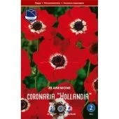 Анемона Холландия 20шт (А)