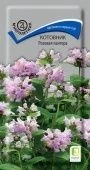 Котовник Розовая пантера 10шт (ПОИСК)