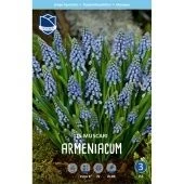 Мускари Арменикум 25шт (А)