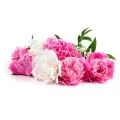 Розы, пионы, клематисы Розы, пионы, клематисы