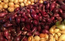Голландские сорта лука-севка Голландские сорта лука-севка