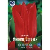 Тюльпан Мадам Лефебер фостера 10шт (А)
