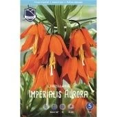 Фритиллярия Империалис Аурора 1шт (А)