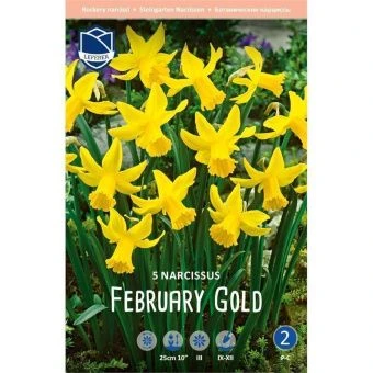 nartsiss-februari-gold-w800-h800