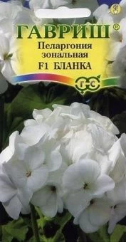 Пеларгония Бланка зональная (Гавриш)