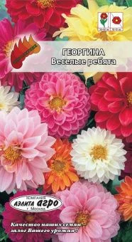 00018799_Георгина Веселые ребята (Аэлита)