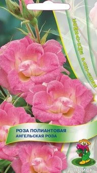 00021410_Роза Ангельская Роза полиантовая 5шт (ПОИ