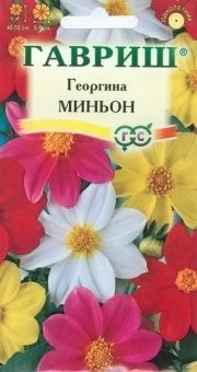 00007867_Георгина Миньон смесь (Гавриш) 11000