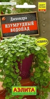ЦБ-00002456_Дихондра Изумрудный водопад (Аэлита)