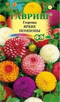 00010594_Георгина Яркие помпоны (Гавриш) 11000