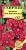 Катарантус Красная прохлада (Гавриш)