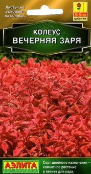 00022949_Колеус блюме Вечерняя заря (Аэлита)