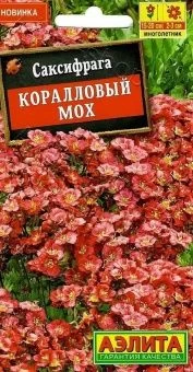 00041807_Саксифрага Коралловый мох (Аэлита)