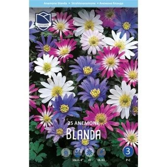 anemone-blanda-w800-h800