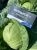 ЦБ-00023315_Капуста бк Рапидион F1 15шт Seminis (Агрос) 1 ЦБ-00023315_Капуста бк Рапидион F1 15шт Seminis (Агрос) 1