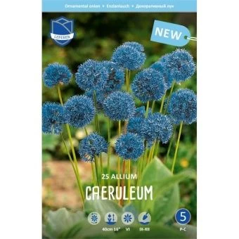 allium-karuleum-w800-h800