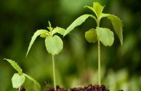 Стимуляторы иммунитета растений «ОберегЪ» и «Проросток» Стимуляторы иммунитета растений «ОберегЪ» и «Проросток»