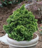 Кипарисовик тупой Нана Грацилис P9 конт. (КолорЛайн)