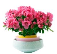 Азалия-уход за цветком Азалия-уход за цветком