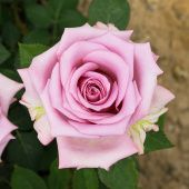 Роза Блю мун Чайно-гибридная (Садовита)