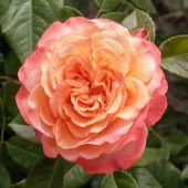 Роза Аугуста Луиза Чайно-гибридная (Садовита)