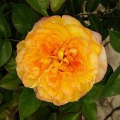 Роза Анри Дельбар Чайно-гибридная (Садовита)