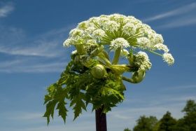 В Пермском крае научились истреблять борщевик при помощи куриного помёта! В Пермском крае научились истреблять борщевик при помощи куриного помёта!