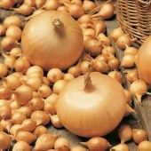 Лук севок Штуттгартер Ризен 10/21 сетка 10кг (Голландия-Россия)  +/-10%