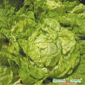 Салат Король рынка кочанный 1г (НК)