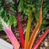 Мангольд смесь Радуга (Гавриш) 1/1000