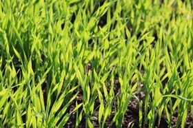 Зеленые удобрения! Зеленые удобрения!