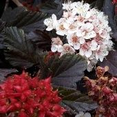 Пузыреплодник калинолистный Ред Барон P9 (КолорЛайн)