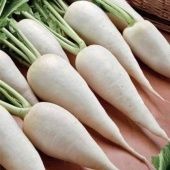 Редька Грайворонская (Усадьба) 