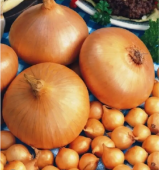 Лук севок Мячковский 300 10/21 сетка 20кг (Россия-Голландия) +/-10%