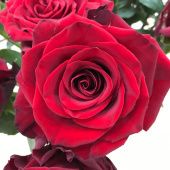 Роза Эксплорер чайно-гибридная ЭКОНОМ (Барнаул)