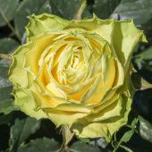 Роза Жади Чайно-гибридная (Садовита)