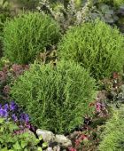 Туя западная Литл Чемпион P9 конт. (КолорЛайн)