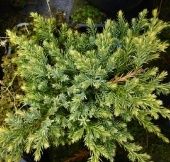 Можжевельник чешуйчатый Холгер P9 конт. (КолорЛайн)