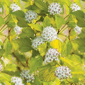 Пузыреплодник калинолистный Энжел Голд  (ПОИСК)