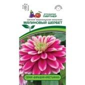 Цинния Малиновый щербет мариландская махровая 5шт (Партнер)