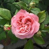 Роза Кэнди Экспрешн чайно-гибридная (Садовита)