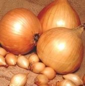 Лук севок Сеттон 10/21 сетка 10кг (Голландия-Россия) +/-10%