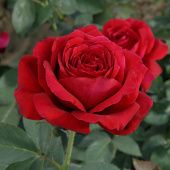 Роза Норита Чайно-гибридная (Садовита)