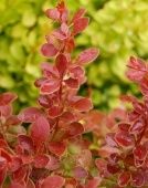 Барбарис Тунберга Корал P9 туб. (КолорЛайн)