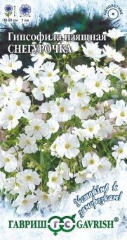 00009466_Гипсофила Снегурочка изящная (Гавриш) 180