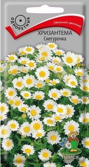 00021427_Хризантема Снегурочка 30шт (ПОИСК)