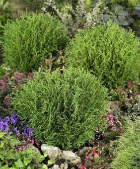 Thuja occidentalis Little Champion