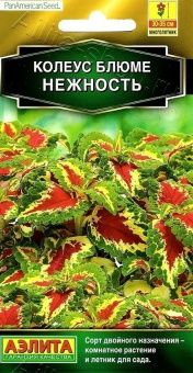 00040816_Колеус блюме Нежность (Аэлита)