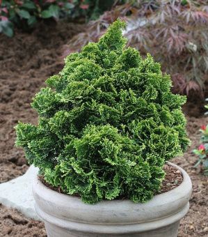 Chamaecyparis obtusa Nana Gracilis