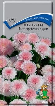 00038992_Маргаритка Тассо стробери энд крим 20шт (